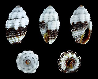 <i>Condylomitra</i> Genus of gastropods