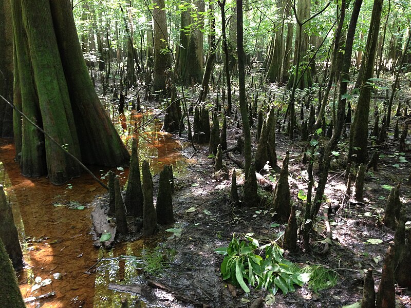 File:Congaree National Park South Carolina forest from elevated boardwalk.JPG