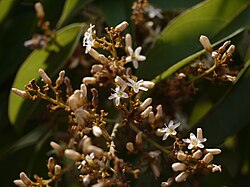 Flores de Connarus monocarpus.