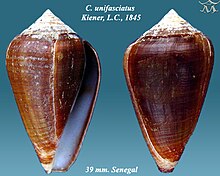 Conus unifasciatus 2.jpg