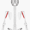 Animació on es mostra el múscul coracobraquial. Les costelles s'han esborrat.