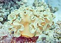 * Nomination Toadstool leather coral (Sarcophyton glaucum), Red Sea, Egypt --Poco a poco 10:31, 2 July 2023 (UTC) * Promotion  Support Good quality. --Jakubhal 18:23, 2 July 2023 (UTC)