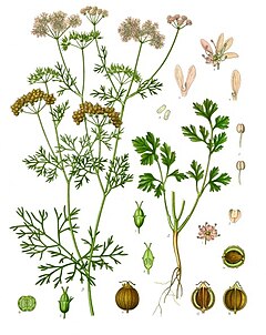 Coriander: Species of plant