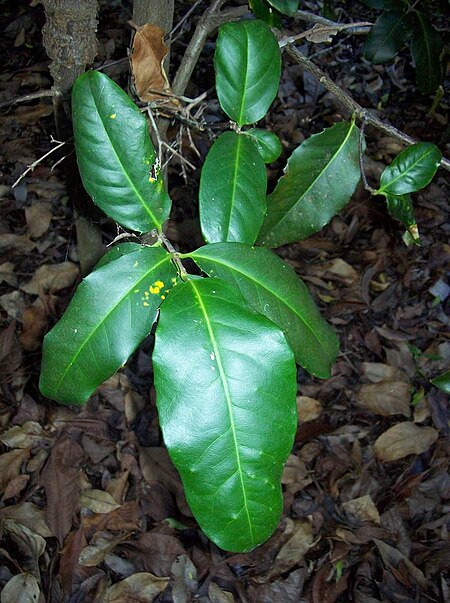 Corynocarpus rupestris