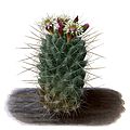 Coryphantha clavata ssp. clavata