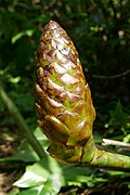 Costus giganteus i São Tomé (10) .jpg