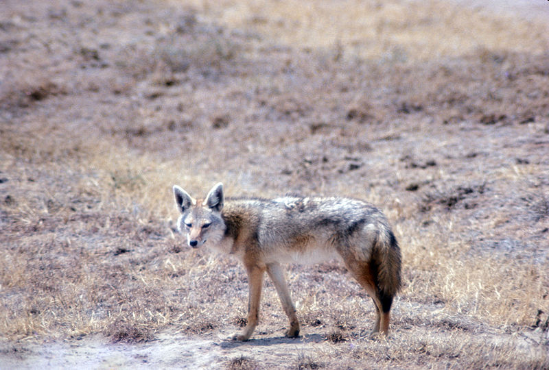 File:Coyote 243FL, NPSPhoto (9257897172).jpg