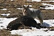 Coyote eating bison YNP.jpg