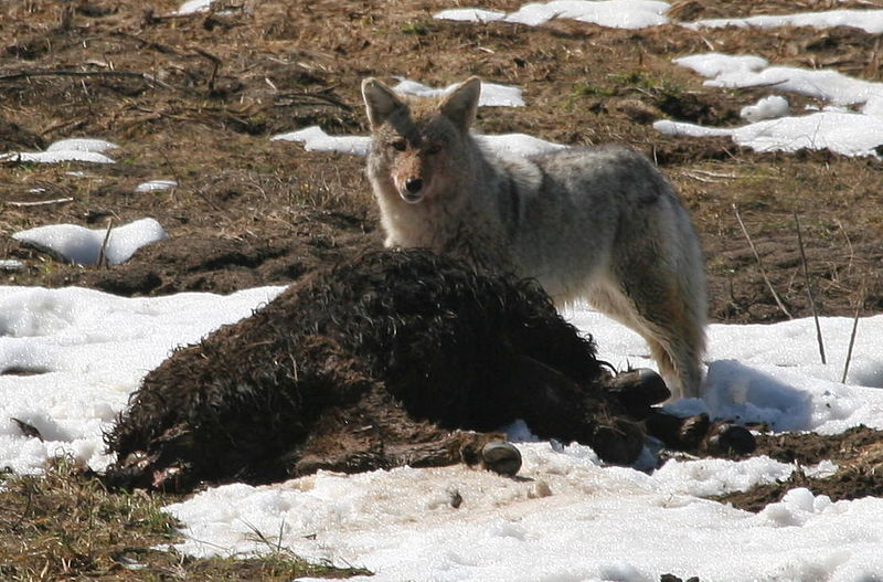 File:Coyote eating bison YNP.jpg