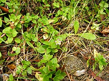 Crassula pellucida 01 Feb 09 Kerangka Gorge.JPG