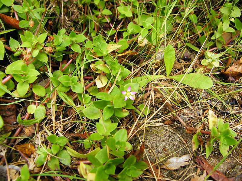 File:Crassula pellucida 01 Feb 09 Skeleton Gorge.JPG