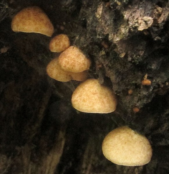 File:Crepidotus mollis 13065378.jpg