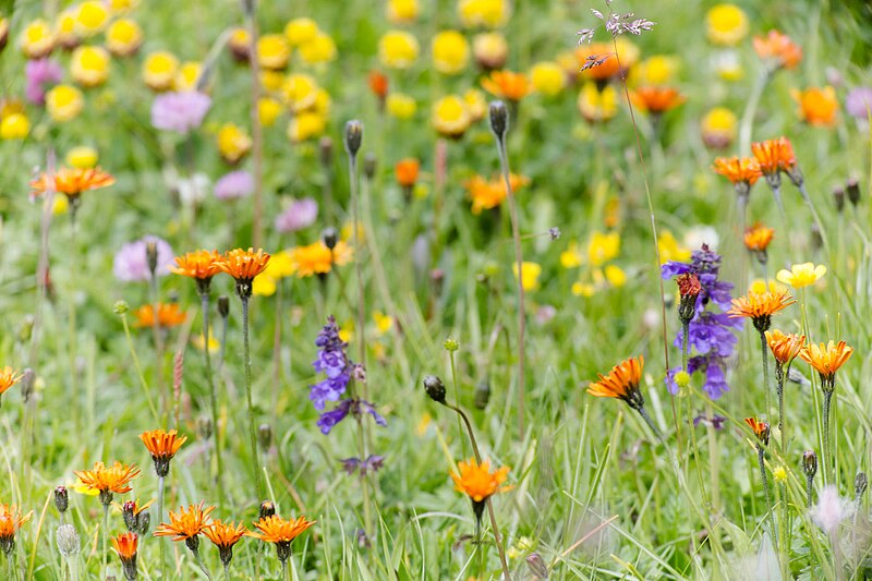 File:Crepis aurea-5832 - Flickr - Ragnhild & Neil Crawford.jpg