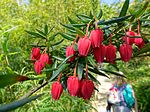 Vignette pour Crinodendron hookerianum