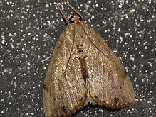 Crocidolomia suffusalis (15568205978) .jpg