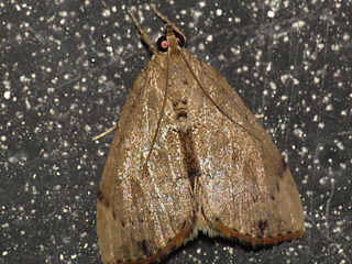 <i>Crocidolomia suffusalis</i> Species of moth