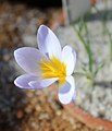 Crocus biflorus subsp. adamiiBotanischer Garten München-Nymphenburg