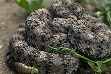 Crotalus-mitchellii.jpg