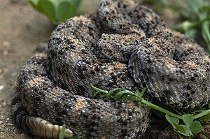 Spotted rattlesnake (Crotalus mitchellii)