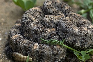 <i>Crotalus pyrrhus</i> Species of snake