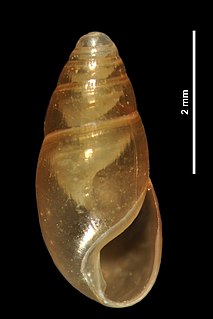 <i>Cryptazeca monodonta</i> Species of gastropod