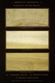Sections of timber from The American Woods