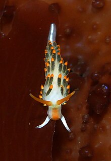 Cuthona lagunae dari Pillar Point, California.jpg