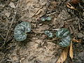 Cyclamen purpurascens leaves