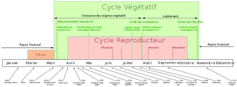 File:Cycle vigne.svg