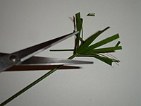 Cyperus.cutting.1.jpg