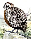 Illustration of a living Cyrtonyx quail Cyrtonyx montezumaeEBP20A.jpg