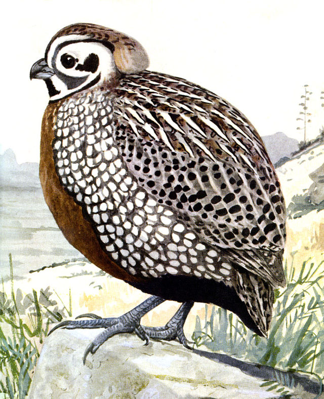 Montezuma quail - Wikipedia