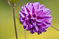   Violet i.e. bluish purple dahlias