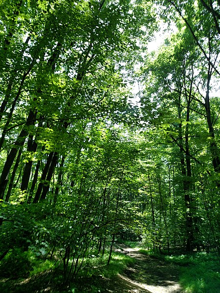 File:Decker ave to Fire Tower to Greyrun davis farm - panoramio (28).jpg