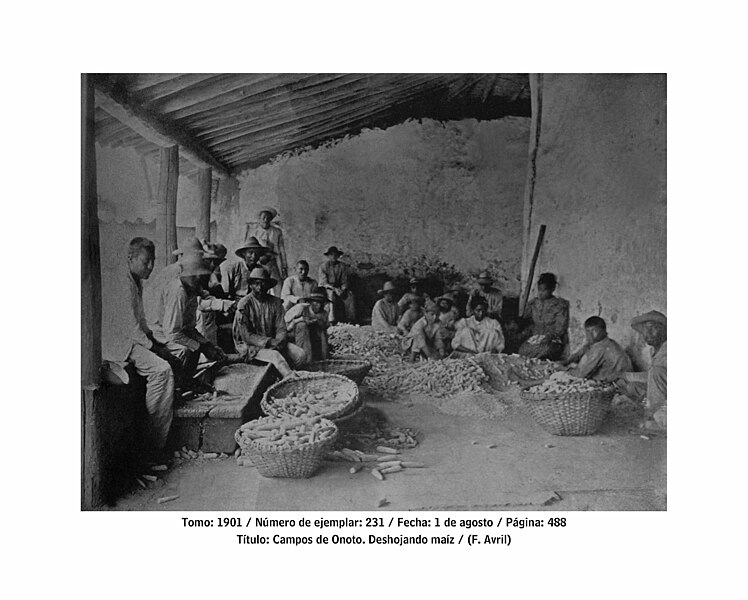 File:Defoliating corn.jpg