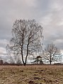 * Nomination Delleboersterheide, nature reserve of the It Fryske Gea. Detached birch ( Betulaceae ). --Agnes Monkelbaan 05:47, 6 February 2020 (UTC) * Promotion  Support Good quality. --XRay 06:01, 6 February 2020 (UTC)