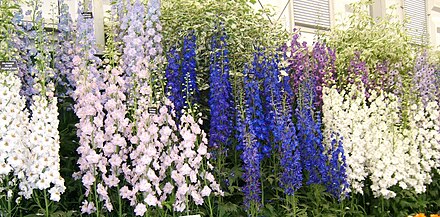 Delphiniums displayed at the Chelsea Flower Show
