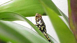 Harlequin tree cutters (Oophaga histrionica)