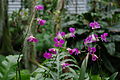 Dendrobium phalaenopsis flowers