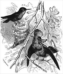 Figure 48 from The Descent of Man, and Selection in Relation to Sex by Charles Darwin Descent of Man fig48.jpg