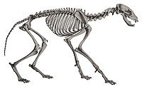 Description iconographique comparee du squelette et du systeme dentaire des mammiferes recents et fossiles (Proteles cristata).jpg