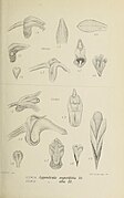 Appendicula angustifolia fig. 394