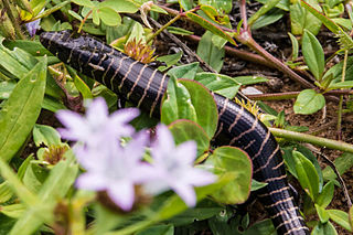 Brazilian galliwasp Species of lizard