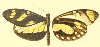 <i>Dismorphia laja</i> Species of butterfly