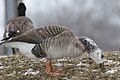 Domesticated goose hybrid, Riverside Park, Grand Rapids, MI Feb 14, 2012 (6881826631).jpg