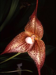 <i>Dracula chimaera</i> Species of orchid