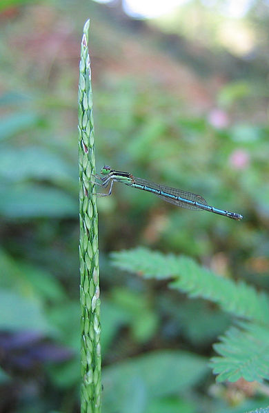 File:Dragonfly variety.jpg