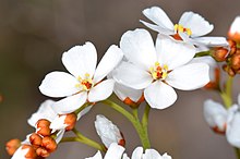 Drosera gigantea.jpg