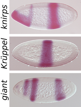 This fruit fly embryo is stained to show the expression of some of the genes (named) that control its development.