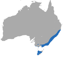 Dusky Antechinus area.png